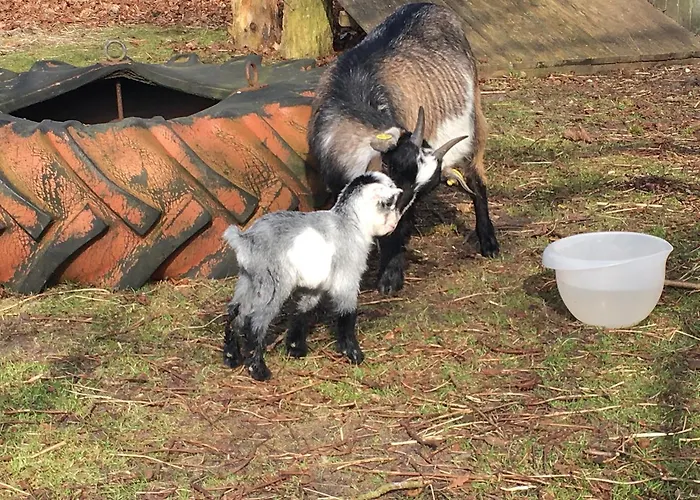 Hestkaer Family Summer Camp Krogager