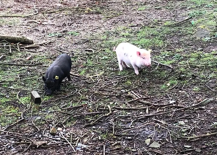 Campsite Hestkaer Family Summer Camp Krogager